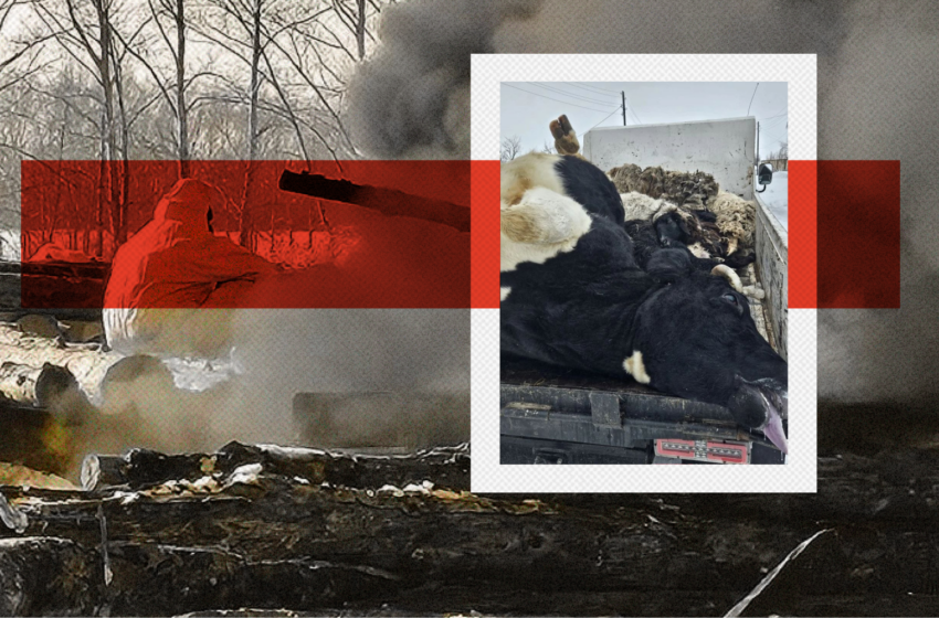  «Они все у меня забрали. Там была вся моя жизнь, ничего больше нет». Как власти с Росгвардией, дронами и отключением интернета отбирают у сибиряков скот, чтобы убить его